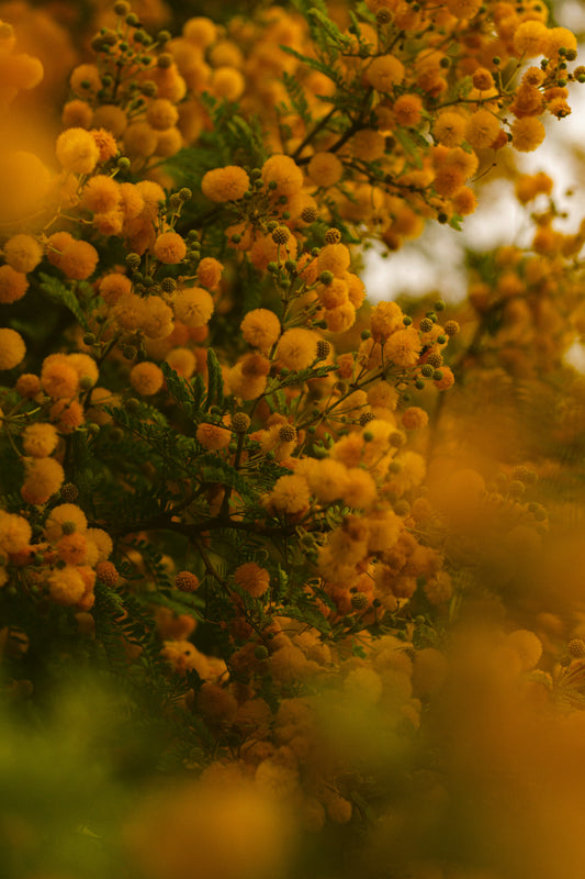 International Women’s Day Therapeutic Perfume Workshop with Breakfast and Spring Bouquet